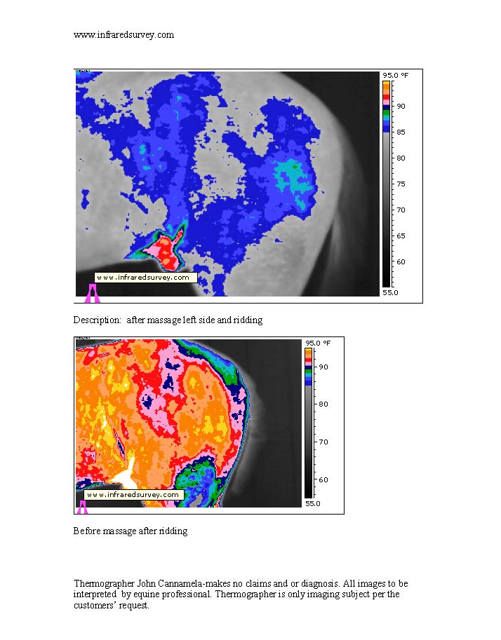 Tennessee Walking horse after massage